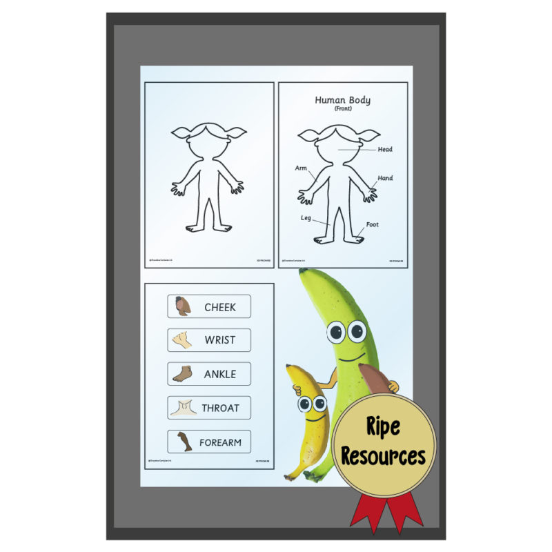 Body Bits - Top Banana Teachers Resources : Top Banana Teachers Resources